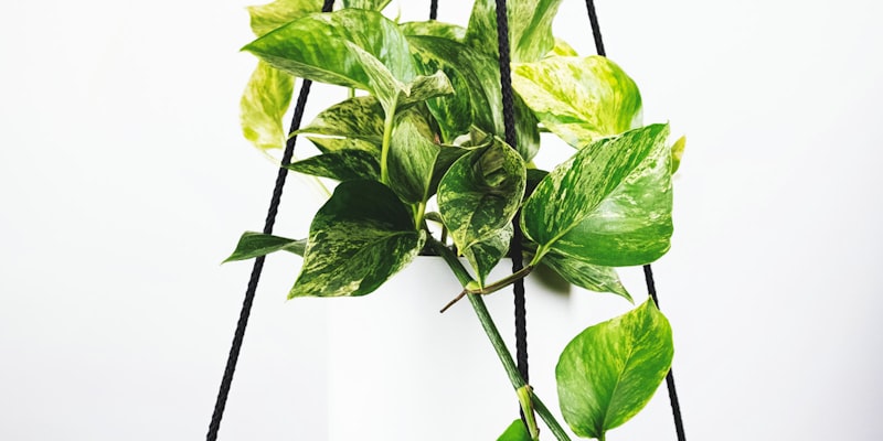 梅西在比赛中带球突破的精彩瞬间